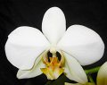 Phal. Bonbori 'Angel Orchids'